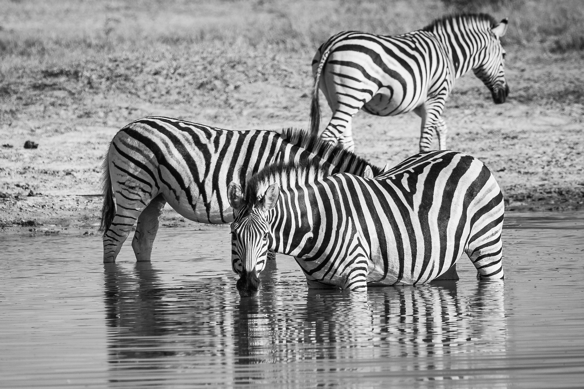 Mobile Tent Wildlife Photography