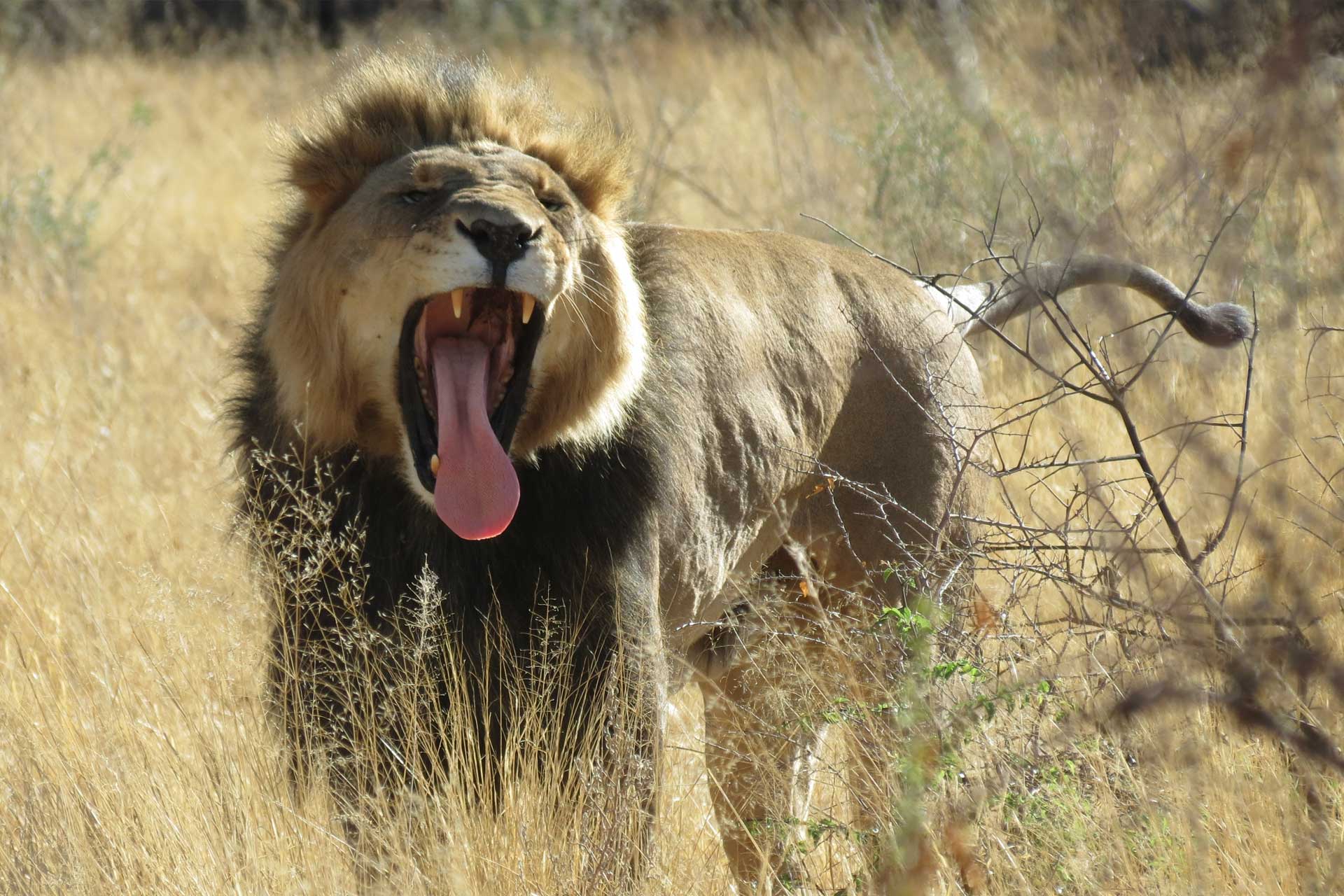 Photography Big Five Lion Botswana