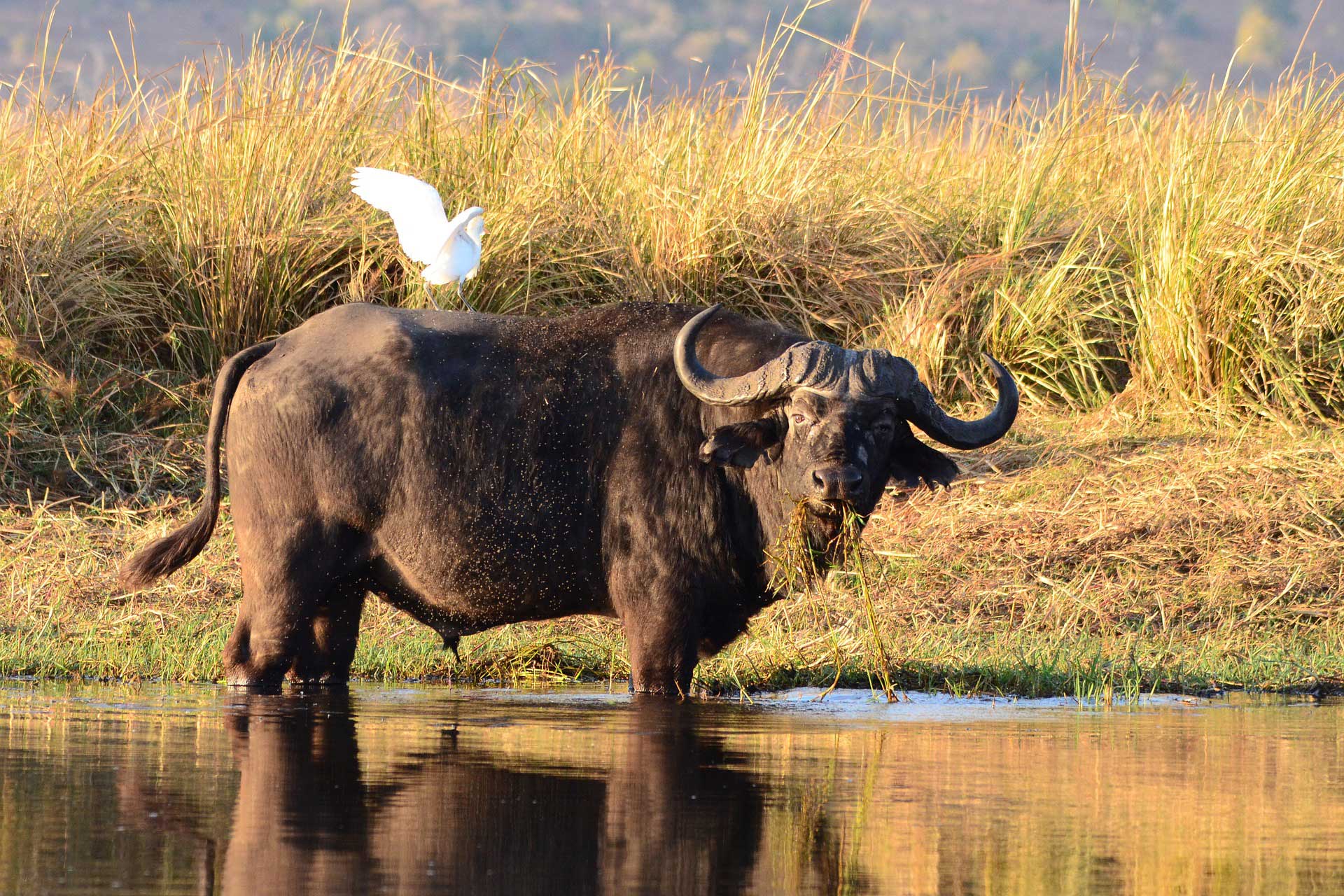 Botswana flowers and water Lilly - Photographic Tours