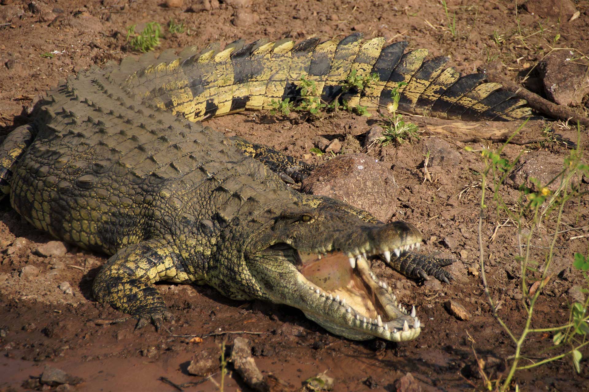 Photography Tours Botswana - waterways and canals on foot and or by boat