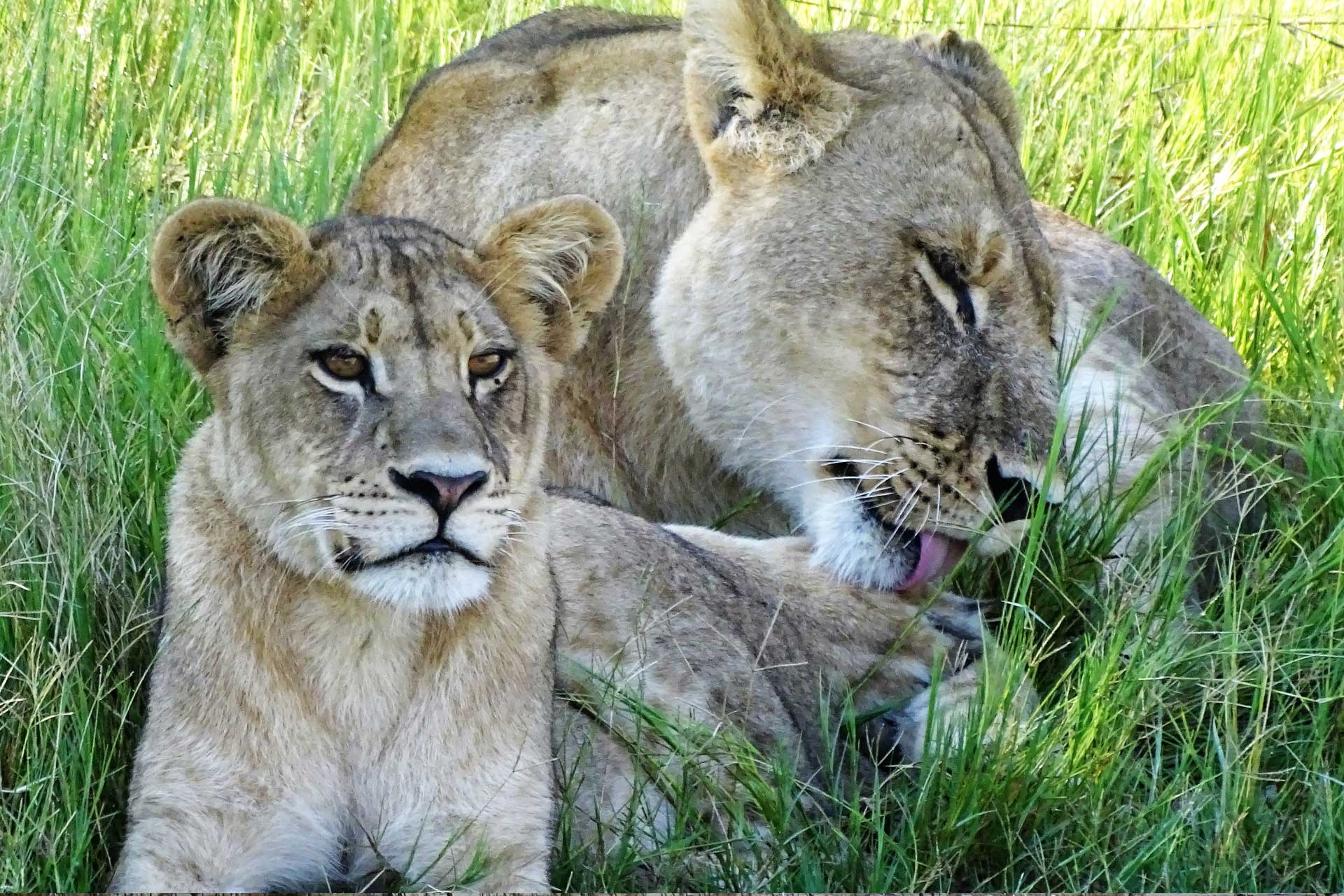Photography lions Botswana